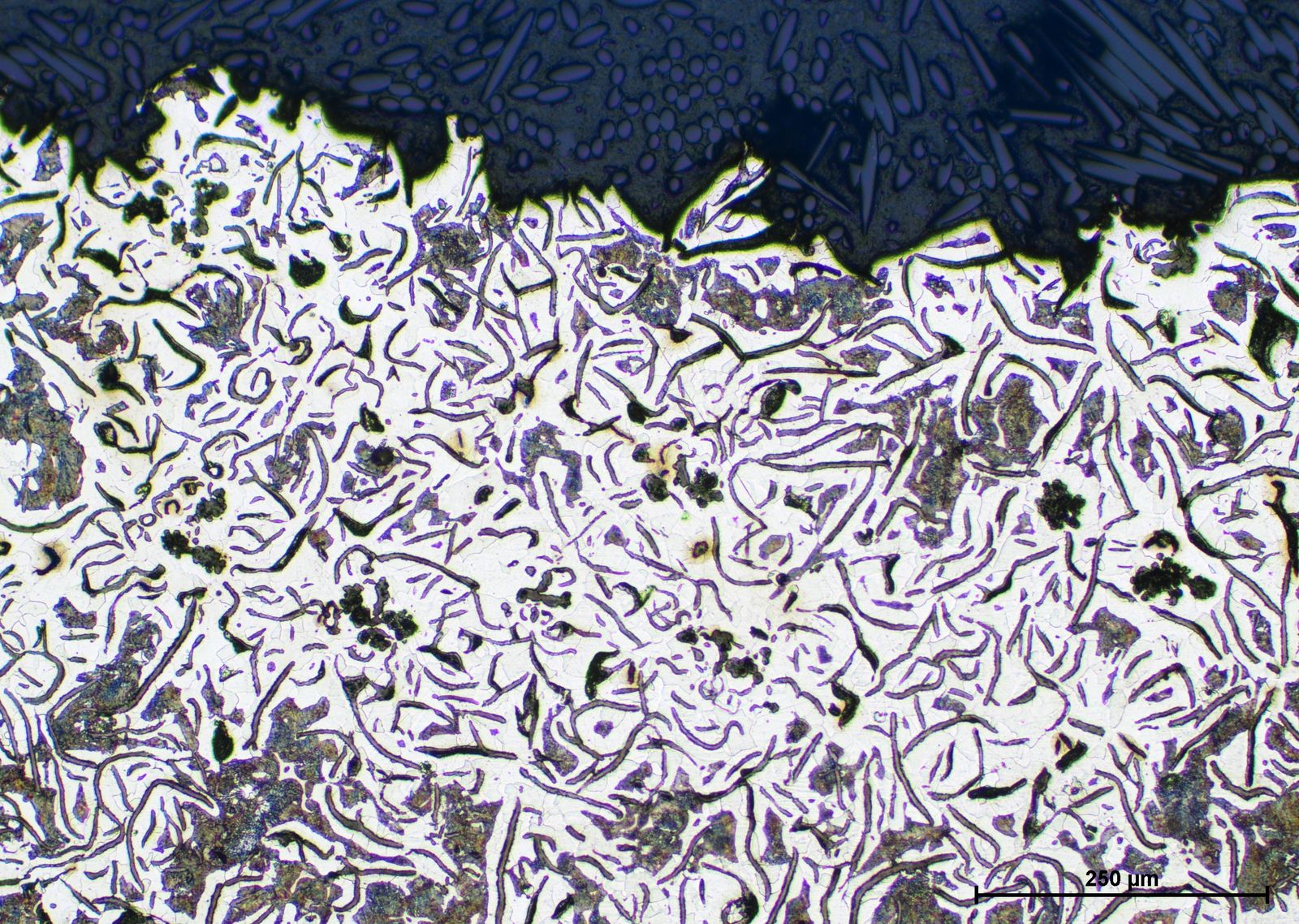 Nombre de la Cámara: Color Camera Nikon DS-Fi3
Apertura Numérica: 0,3
Índice de Refracción: 1
 Ajustes Cámara: 
Tipo de Cámara: Nikon DS-Fi3
Binning: 1.0x1.0
Exposure: 10 ms
Gain: 2.0x
Sharpness: Medium
Brightness: 0.00
Hue: 0.00
Saturation: 0.00
WB Red: 2.26
WB Blue: 2.97
Scene Mode: Neutral
 Ajustes del Microscopio:   Microscope: Manual Microscope